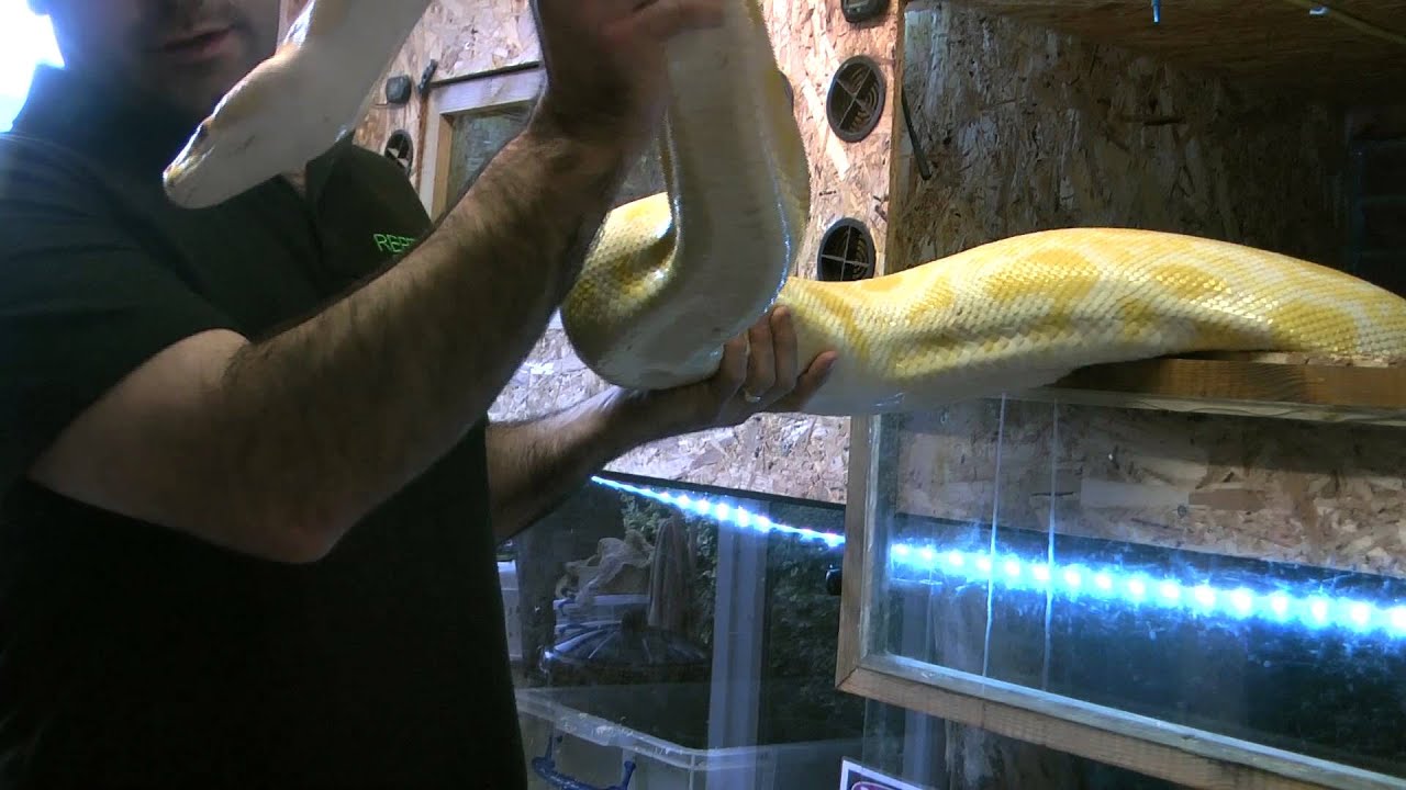 The illegal trade of reptiles in the UK
