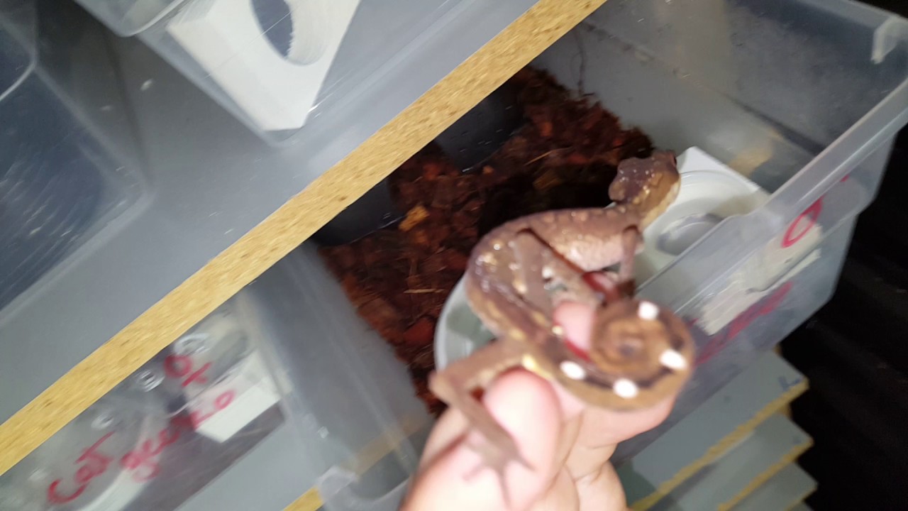 Cat geckos