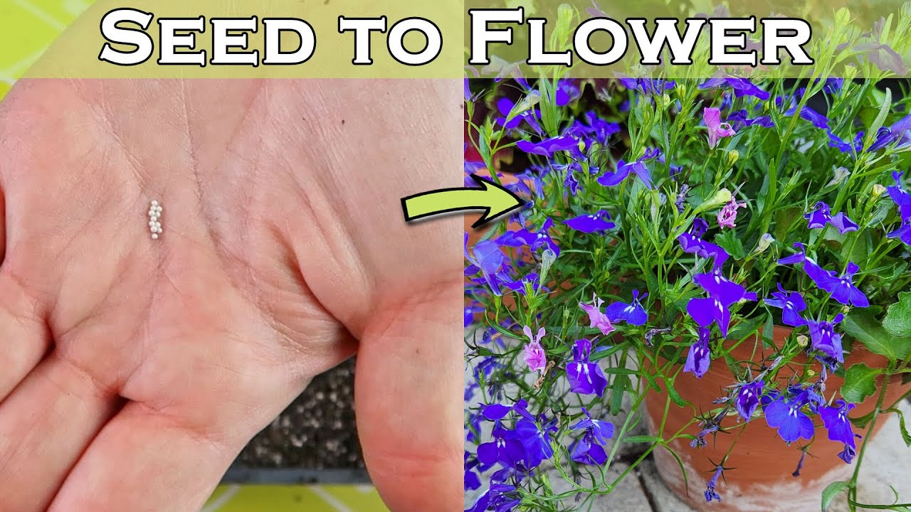 How to Grow Lobelia from Seed - Step by Step - Easy!