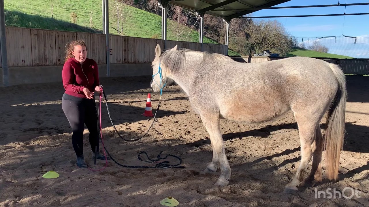 L'esercizio dell'8 per una buona flessione del cavallo e connessione con il cavaliere