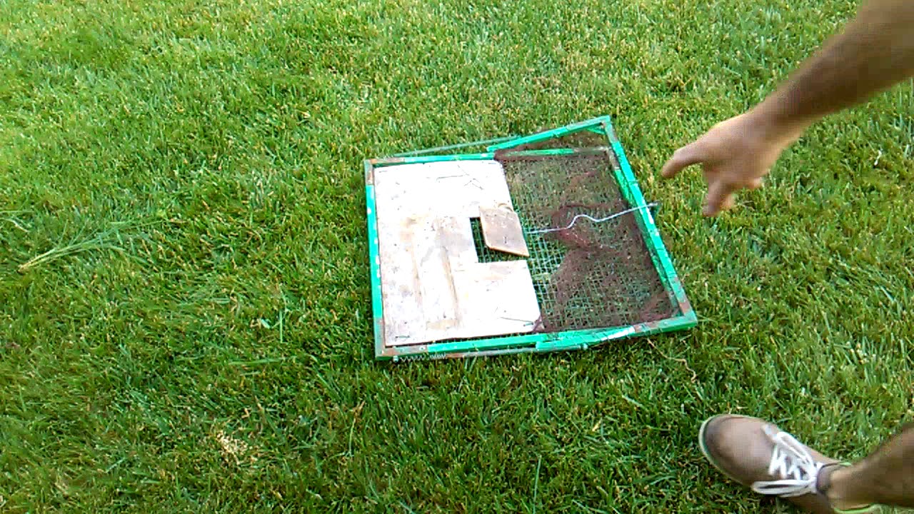 BIRD   TRAP. ΠΑΓΙΔΑ   ΓΙΑ     ΠΟΥΛΙΑ.  ΔΕΝ   ΤΑ  ΤΡΑΥΜΑΤΙΖΕΙ.
