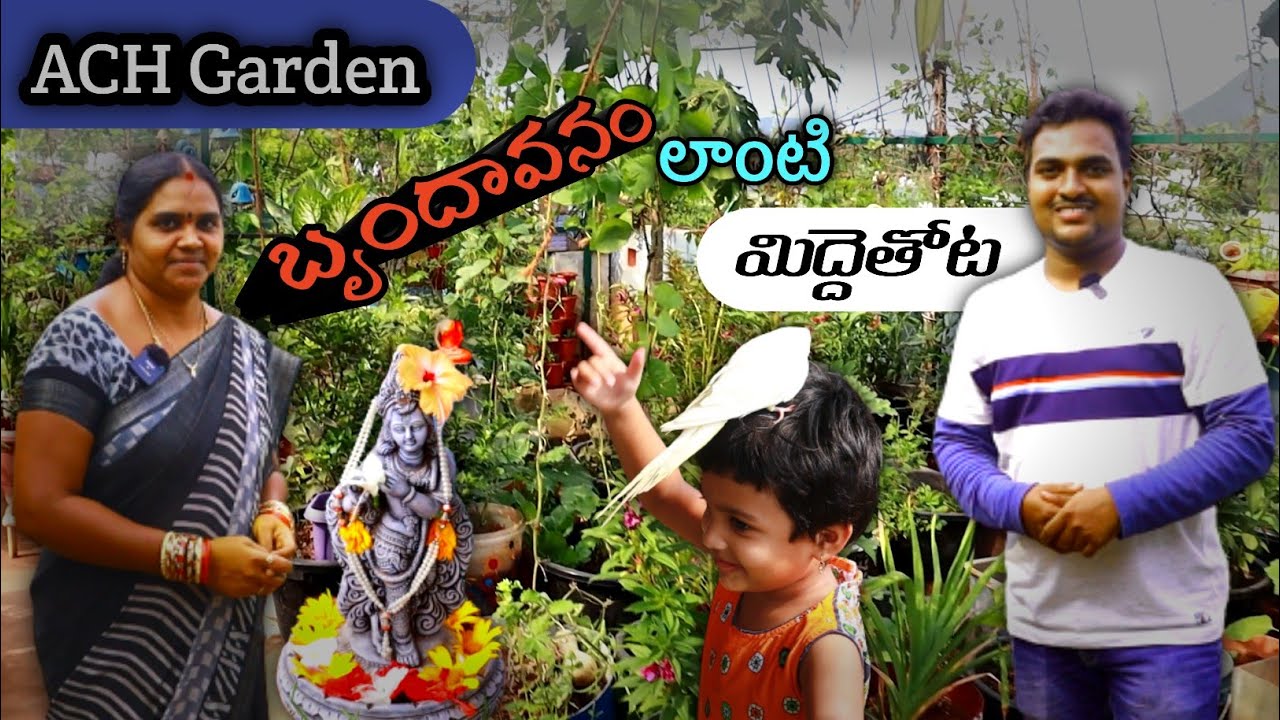 బృందావనం లాంటి తోట ACH Garden Tour #gardening