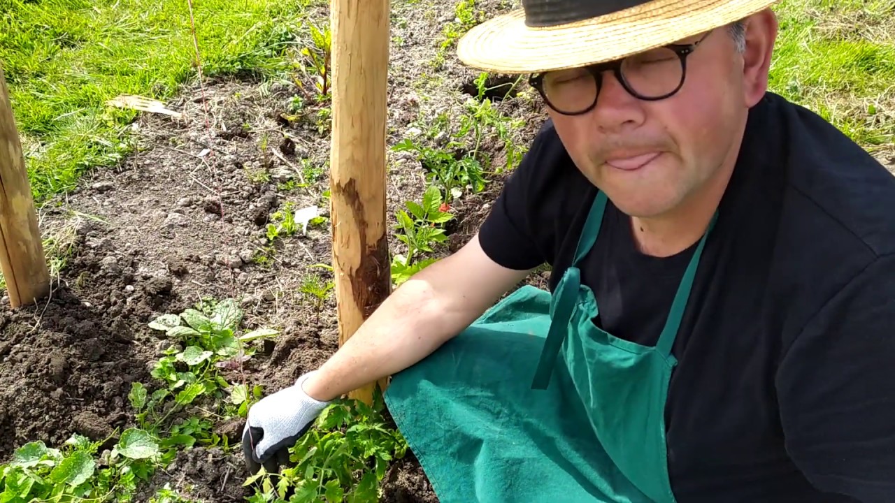Astuces pour transformer un pieds de tomates en deux pieds !!! Plantation de tomates en pleine terre