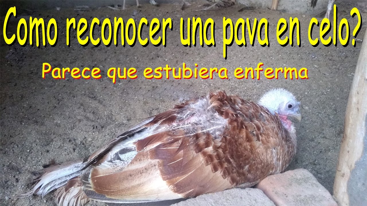 PAVA EN CELO *pava enferma *guajolota en celo AVES DE CORRAL