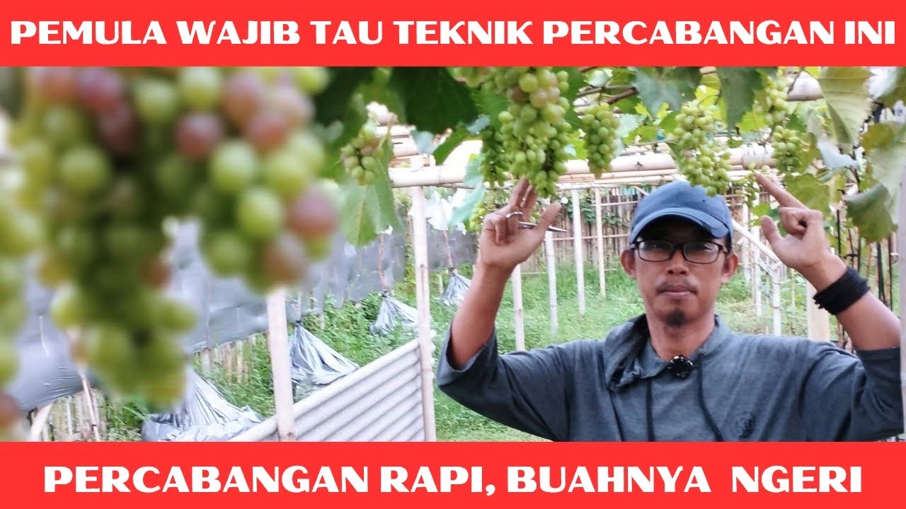 Cara Bikin Percabangan Rapi Jali, Ntar Buahnya Bikin Iri..