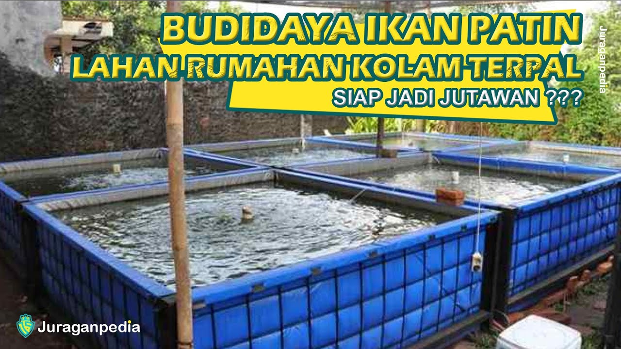 BUDIDAYA IKAN PATIN LAHAN RUMAHAN KOLAM TERPAL, SIAP JADI JUTAWAN ? VERSI JURAGAN PEDIA