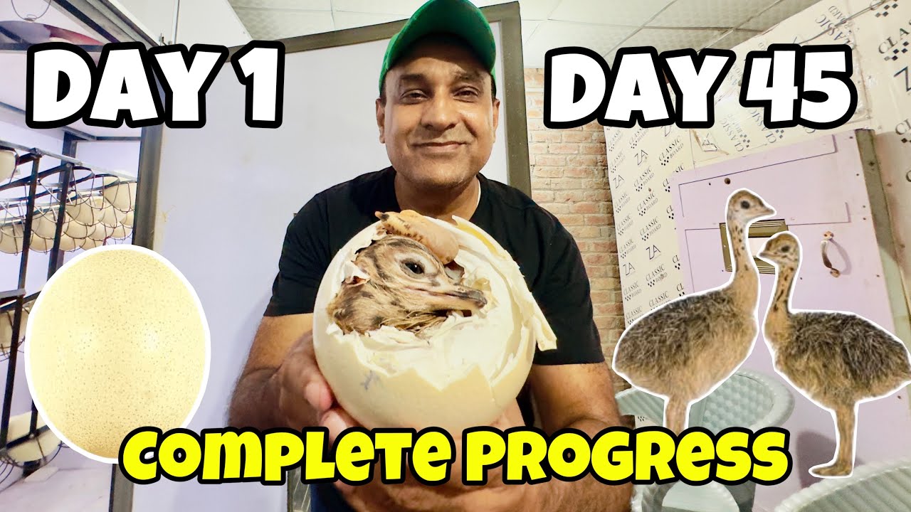 Day 1 To Day 45 Ostrich Eggs Candling | Hatching Ostrich Baby | Oye Bhatti