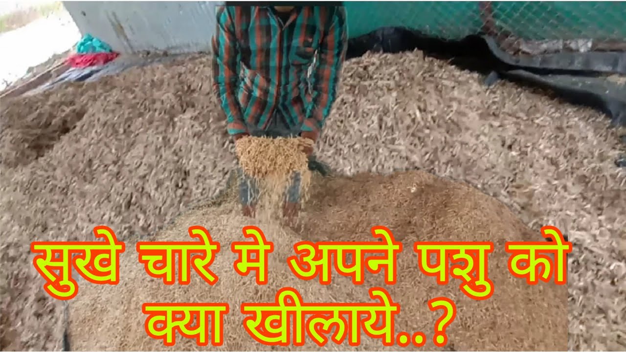 सुखे चारे मे अपने पशु को हम क्या दे सकते है....? What can we give to our animals in dry fodder…?