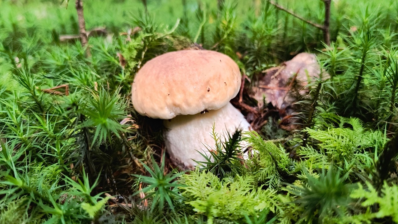 Najwięcej borowików znalazłem w mchu !