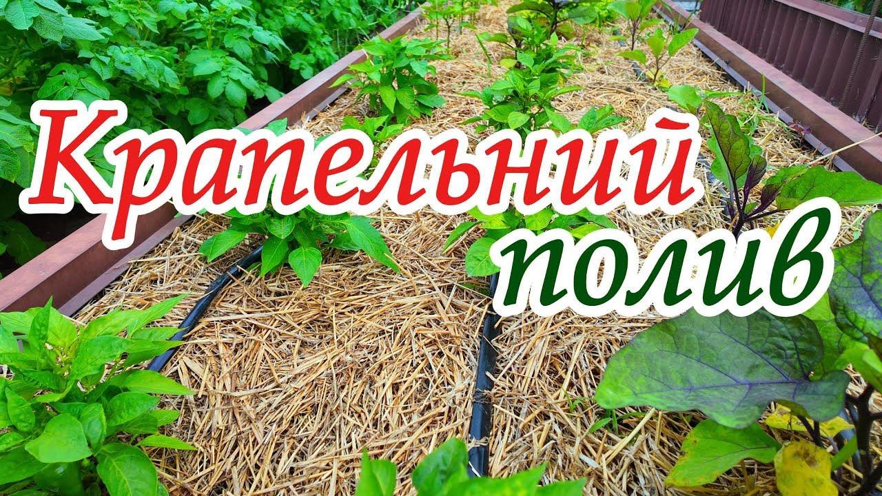 Крапельний полив. Обираємо варіанти.