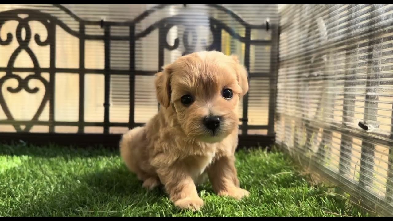 🐶