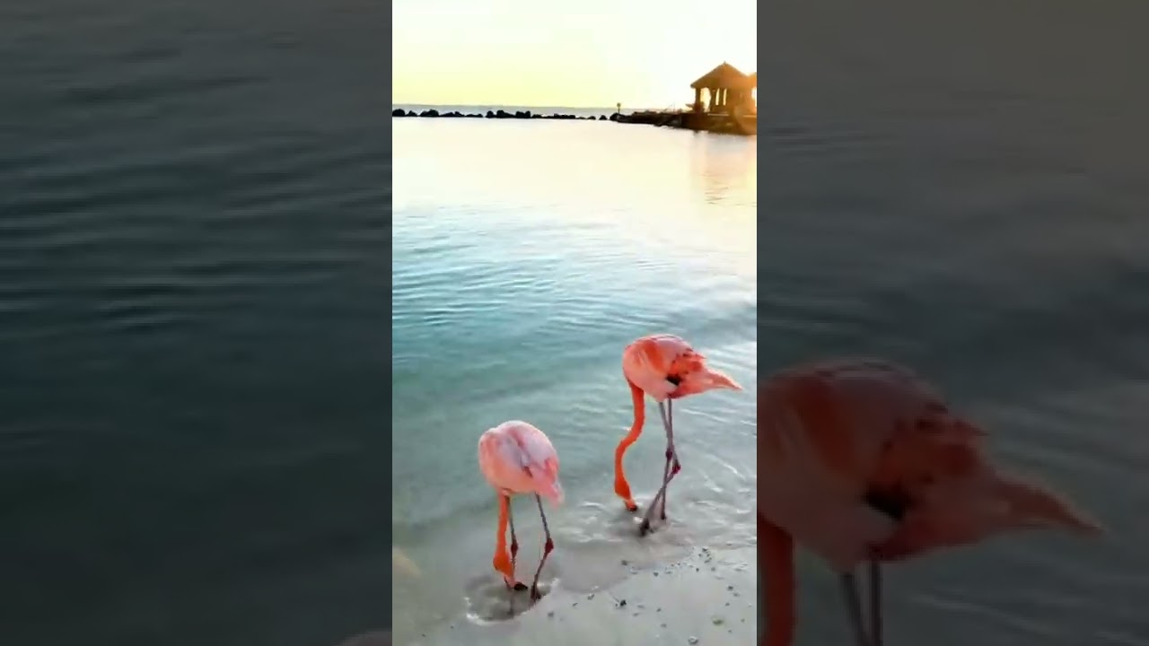 Flamingos are often seen stomping their webbed feet in the mud. Some people think this is. in detail