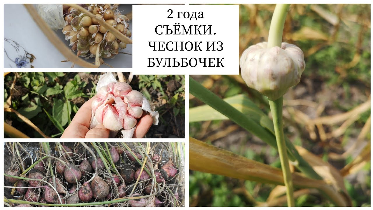 2 ГОДА ИЗ БУЛЬБОЧЕК ДО ПОЛНОЦЕННОГО ЧЕСНОКА. Как вырастить чеснок из бульбочек. //Валентина Земскова
