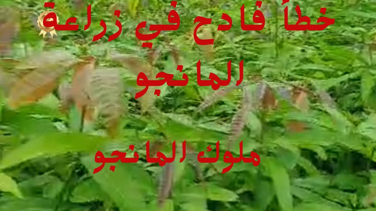 أخطاء الزراعة في المانجو@Kings_of_mango