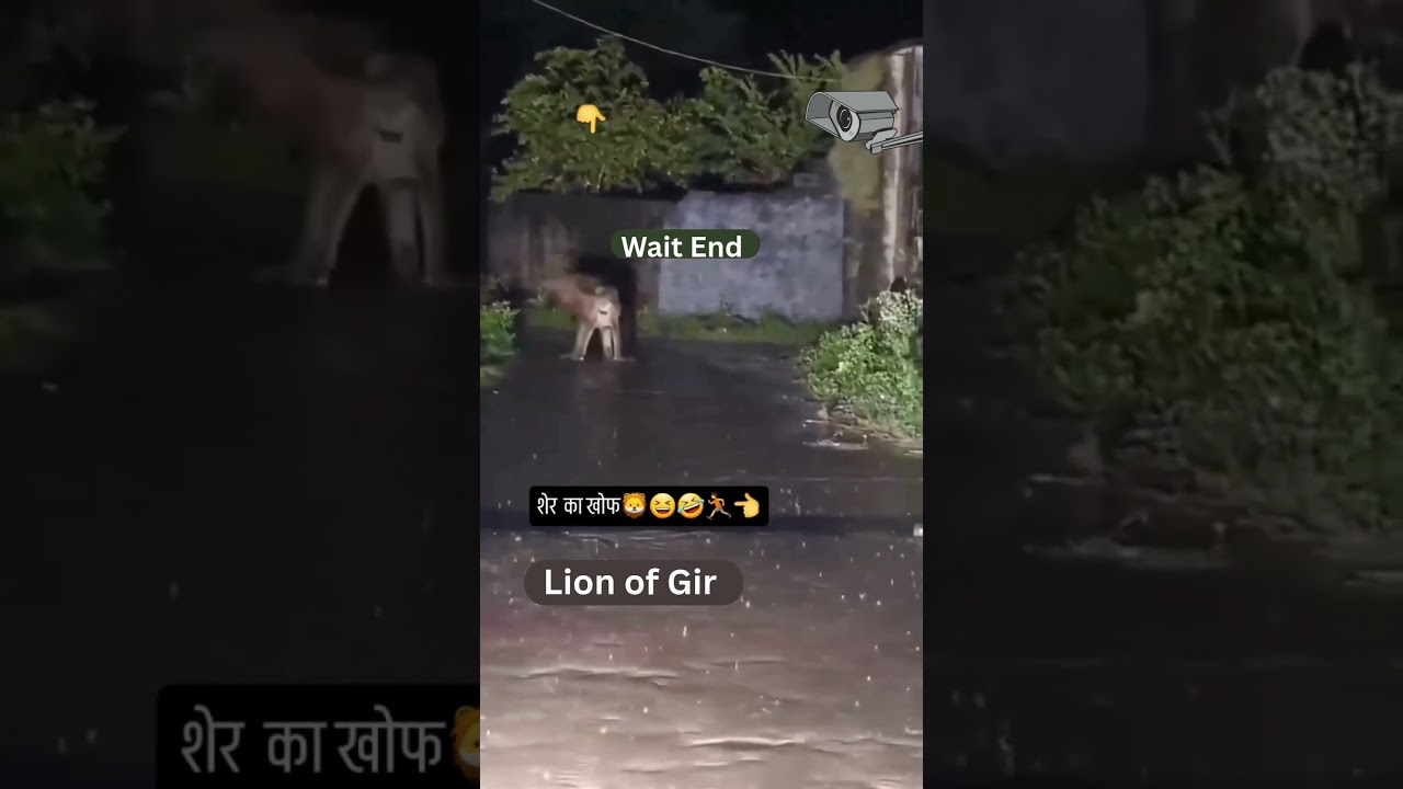 lion hunted this in the ongoing rain.| #animals #lion #wildlife #shorts #gir #lionhead #lion #yt