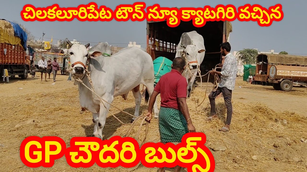 చిలకలూరిపేట టౌన్||న్యూ క్యాటగిరి విభాగం కి వచ్చిన జత GP చౌదరి బుల్స్ 20-1-2026💥💥