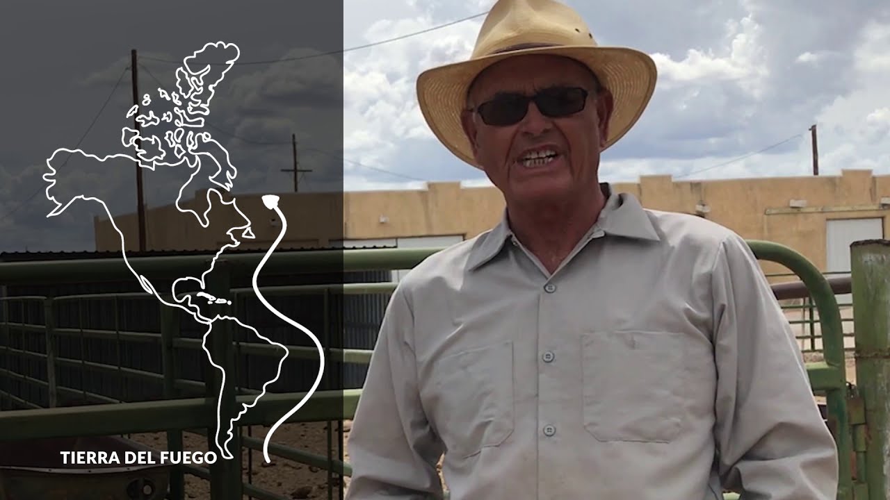 Criollo Cattle: A Focus on Sustainable Cattle Production