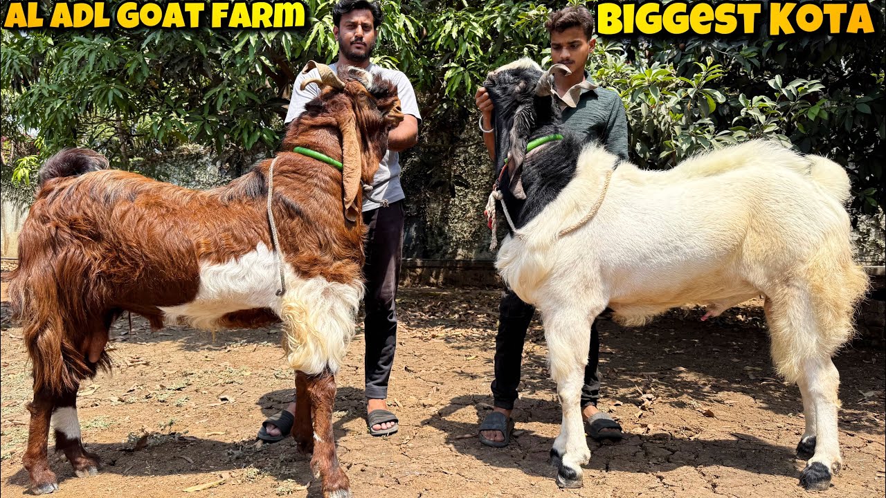 LAG GAYI PAGAL KOTA MANDI | Extraordinary KOTA Goats of AL ADL Goat Farm