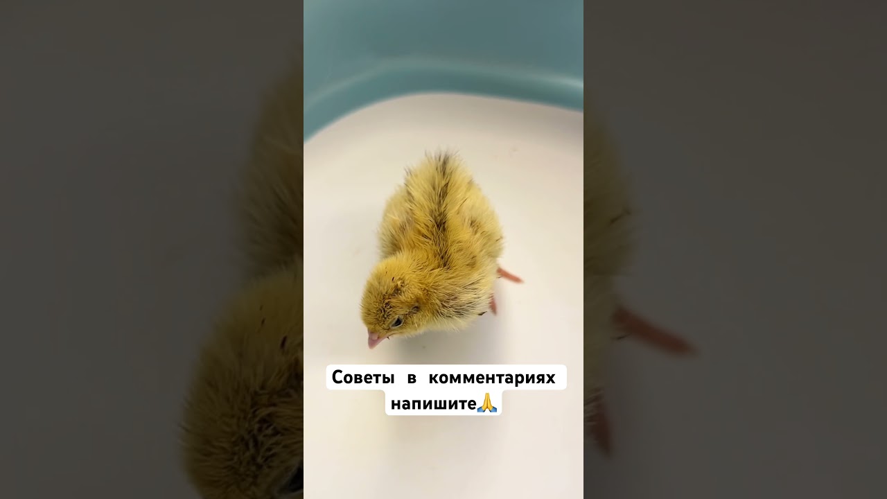 Цыпленок кривошейка, есть варианты решения!?