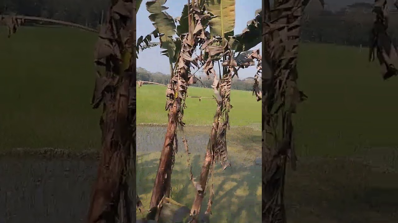যত বেশি দেখা ততই মুগ্ধতা। যত বেশি দেখি, ততই তার সৌন্দর্য আর আকর্ষণ নতুন করে ধরা দেয়। #video #viral 