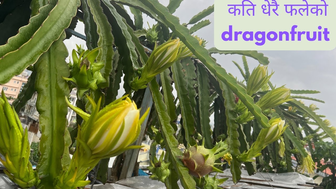 Dragonfruit फेरि पनि फुल्न लाग्यो।कौसिको अर्गानिक साग टिप्दैछु।@merokoushikheti