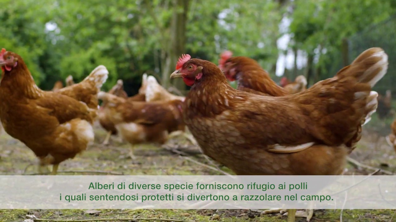 BiolsEU - Allevamento di polli biologici