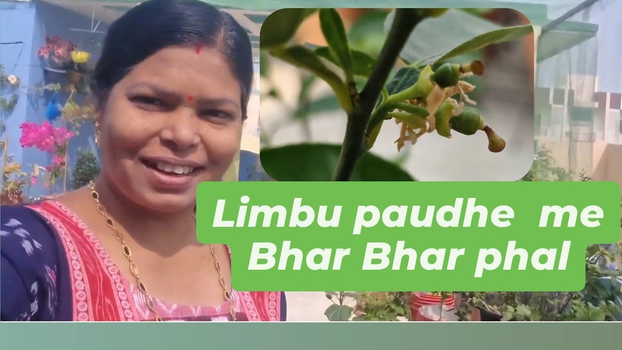 नींबू के पौधे की ग्रोथ कैसे बढ़ाए? ये रहे 5 आसान उपाय | How To Increase The Growth Of Lemon Plant