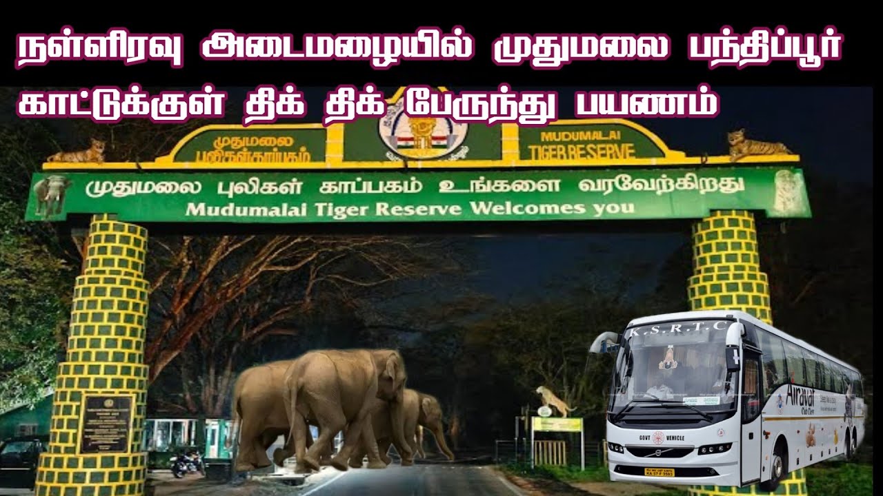 🔥🔥 Heart Stopping Thrill Midnight Bus Journey in Mudumalai & Bandipur Forest | Jolly Trip