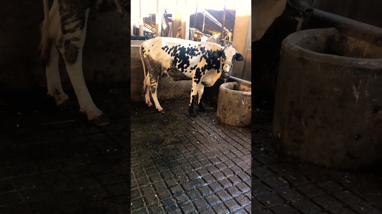 Mashallah beautiful cow white and black cow