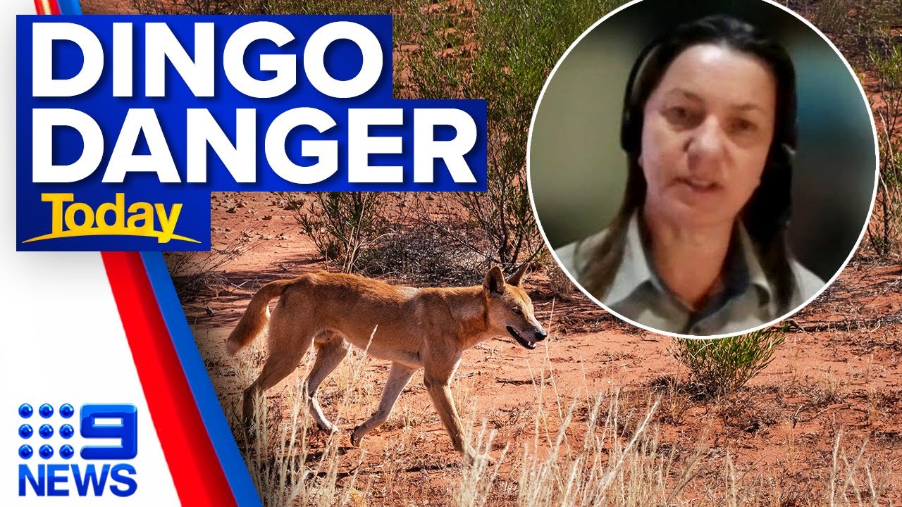 Child on holiday attacked by two dingoes in string of attacks | 9 News Australia