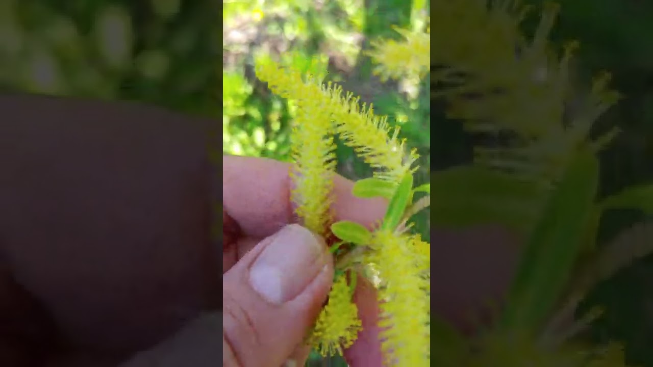 Salix alba ( White Willow) بید مشک کا درخت