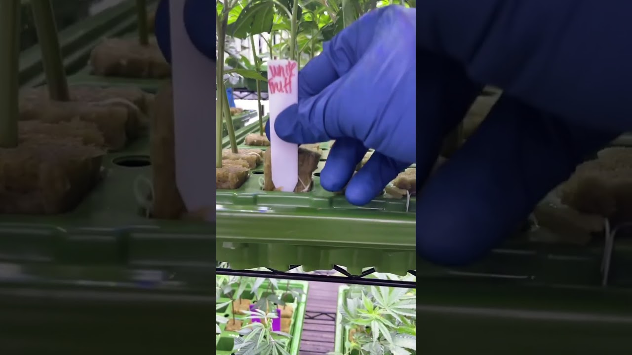 Grow you own from cannabis clones