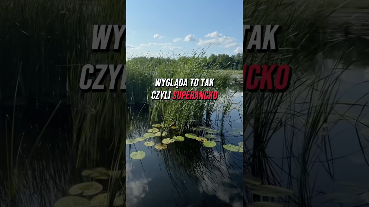 Spławik na bagnie #spinning #fishing #ryby #wedkarstwo #fish #wędkarstwo