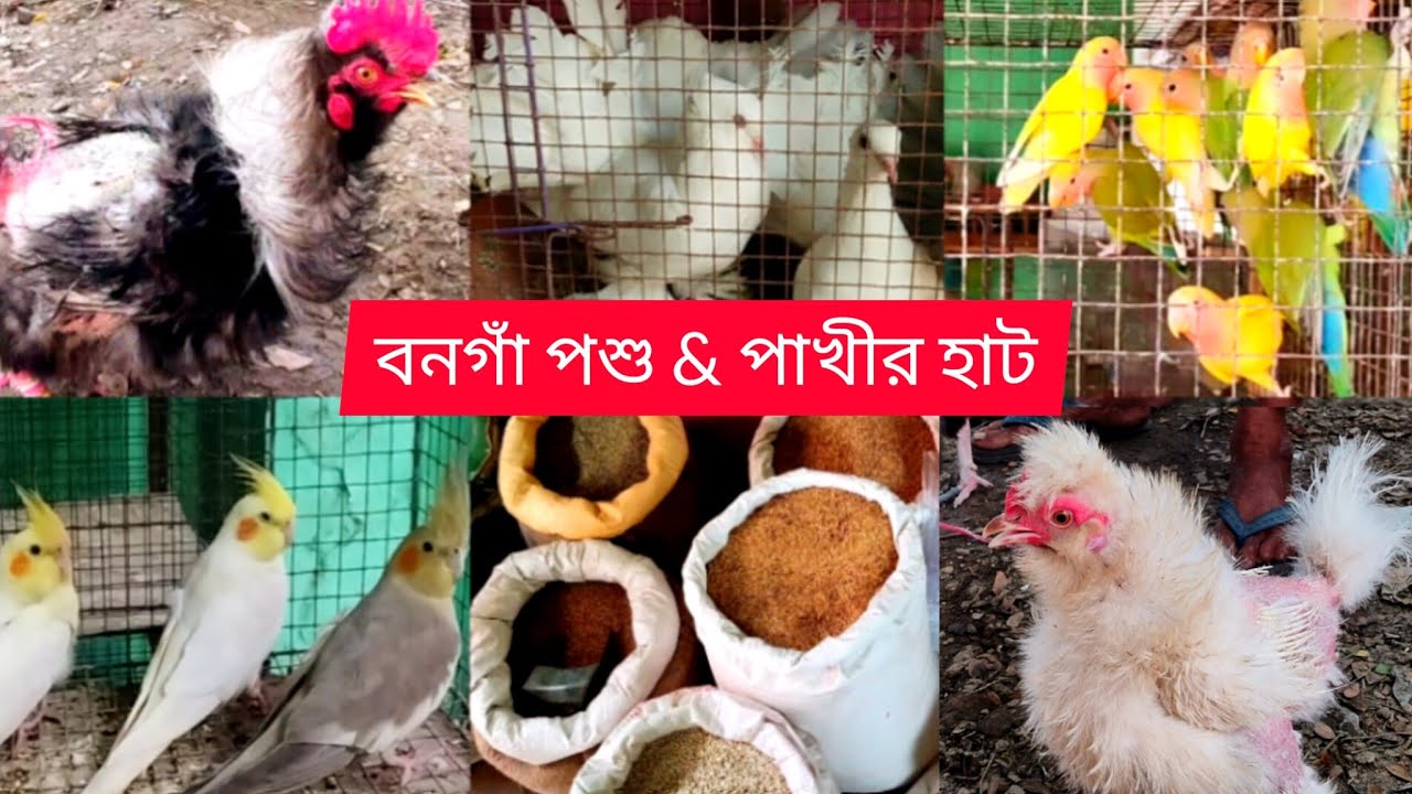 𝗕𝗢𝗡𝗚𝗔𝗢𝗡 𝗕𝗜𝗥𝗗𝗦 & 𝗔𝗡𝗜𝗠𝗔𝗟 𝗠𝗔𝗥𝗞𝗘𝗧 | বনগাঁ পশু & পাখির হাট | 𝗥𝗘𝗖𝗘𝗡𝗧 𝗕𝗜𝗥𝗗𝗦 & 𝗣𝗥𝗜𝗖𝗘 𝗨𝗣𝗗𝗔𝗧𝗘 𝗔𝗧 𝗠𝗢𝗧𝗜𝗚𝗔𝗡𝗚  |
