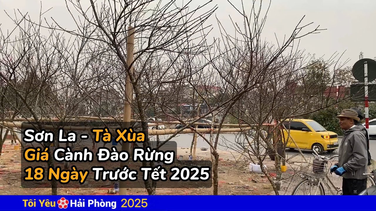 Giá cành đào rừng Sơn La Tà Xùa Tết 2025 ở Hải Phòng