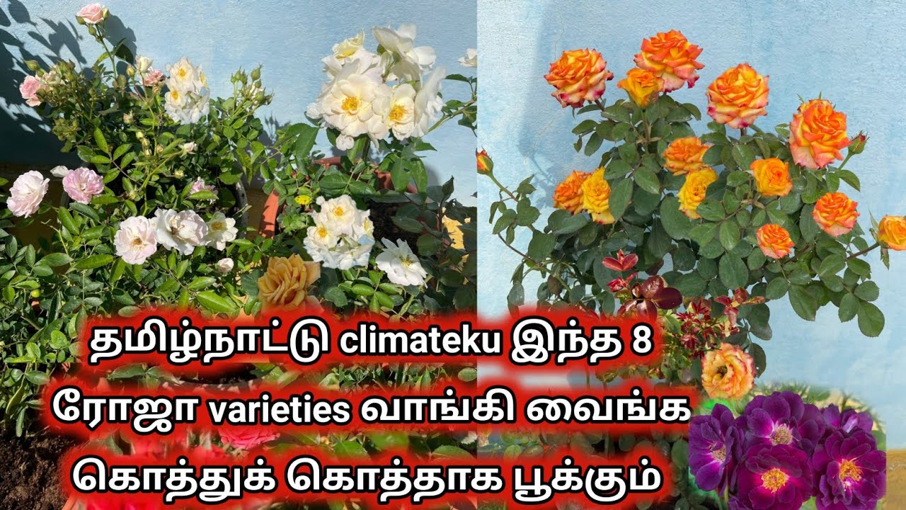தமிழ்நாட்டு climateku கொத்துக் கொத்தாக பூக்கும் 8 ரோஜா varieties #rosefertilizer #roseflower #rose