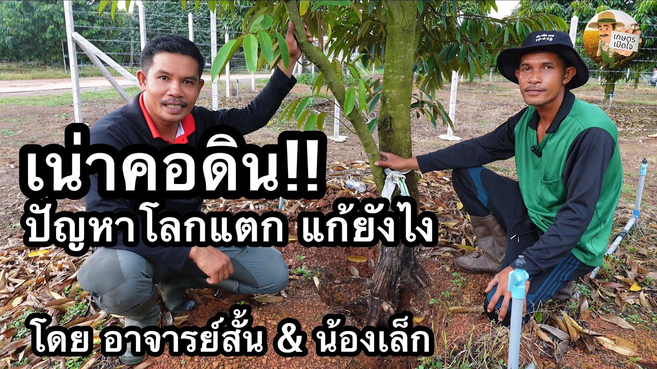 เน่าคอดิน!! ปัญหาโลกแตกคู่ชาวสวน สังเกตและจัดการอย่างไร | อาจารย์สั้น