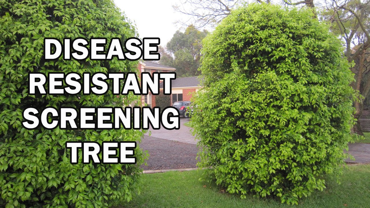 SUBLIME™ Acmena is a thick, compact advanced screening tree | Ozbreed Advanced Tree Range