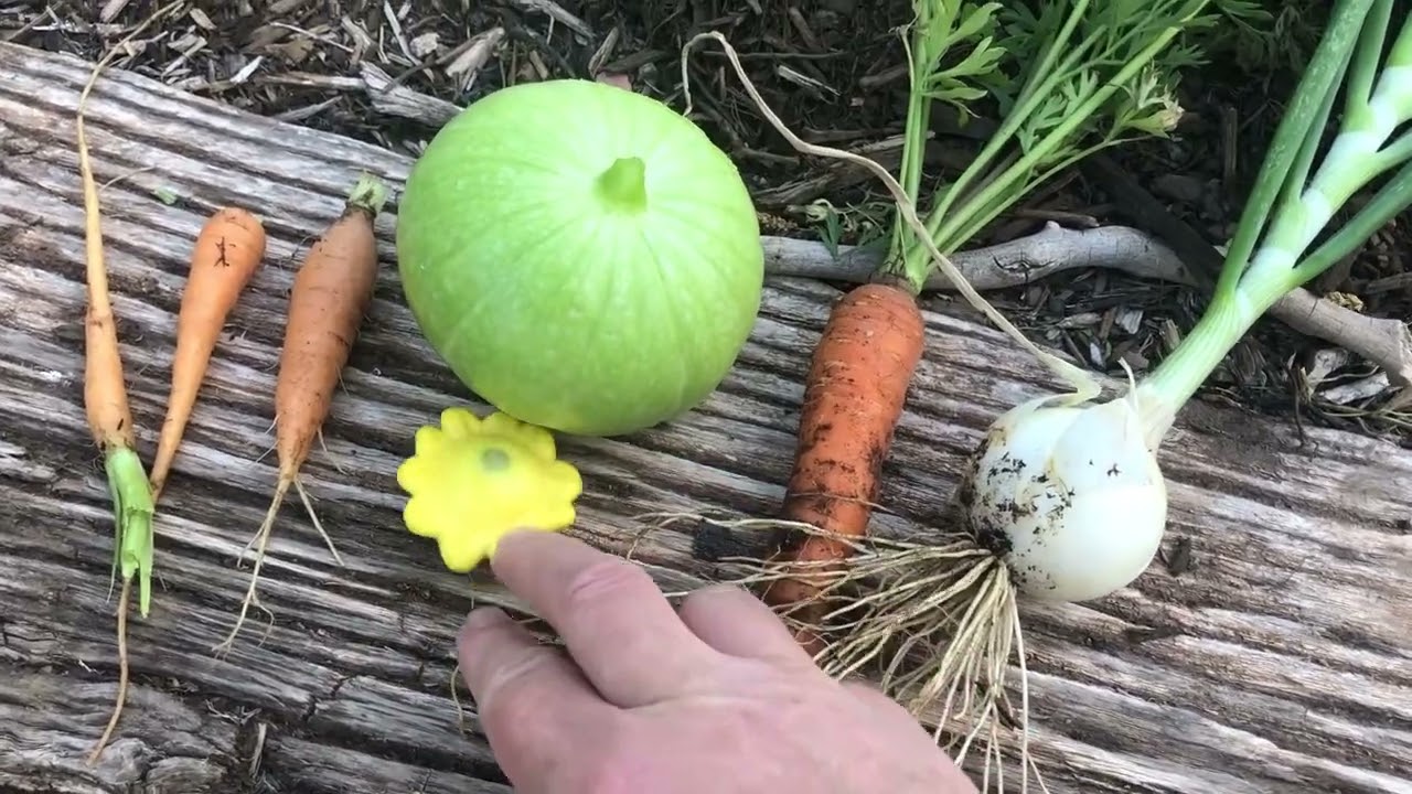 Zapallito De Tronco Squash, Review AND What's for Breakfast