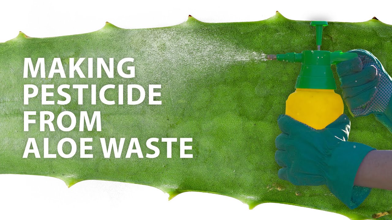 Making natural pesticide from discarded aloe peels | Headline Science