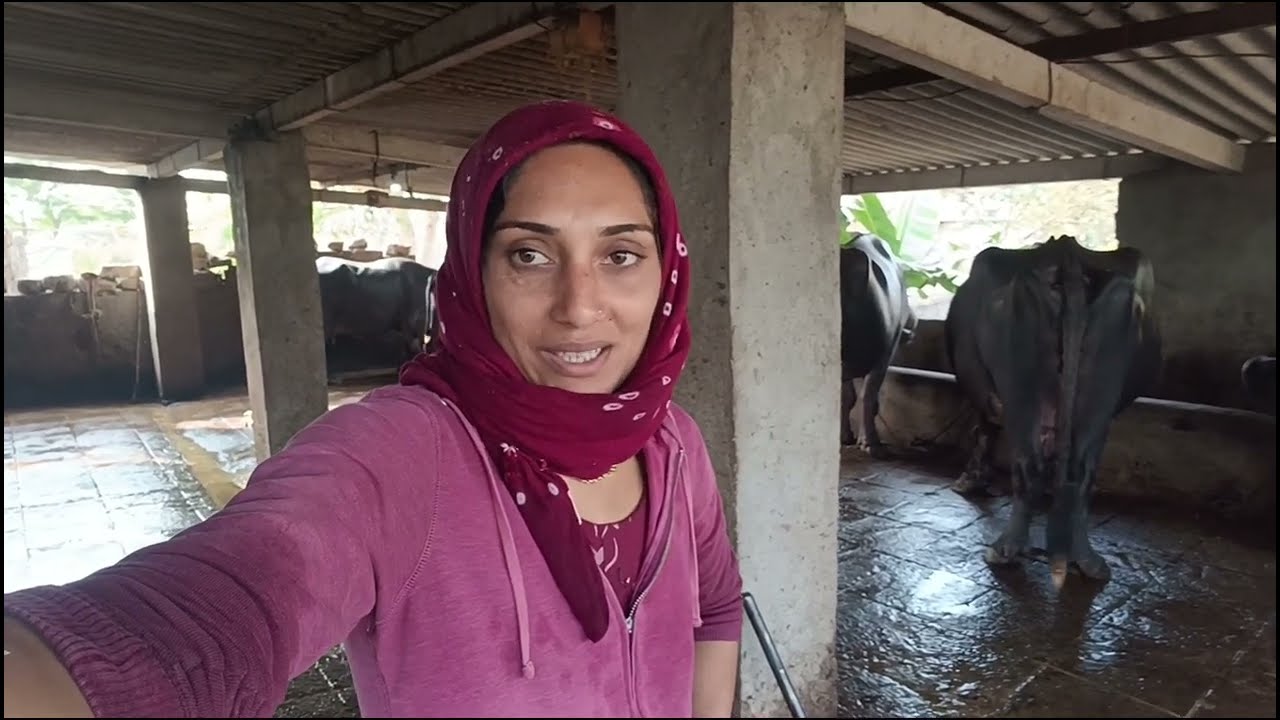 આપણા તબેલામાં આજે કેટલી ભેંસ સેક કરાવી.