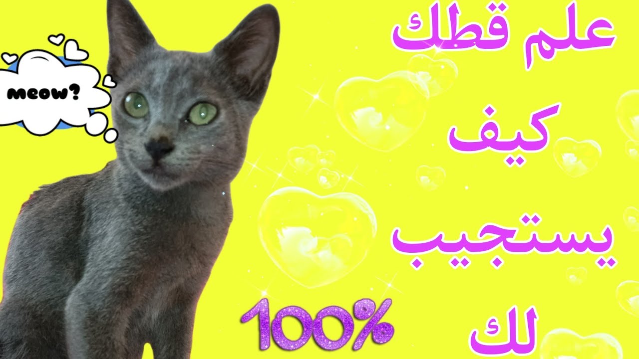 تدريب القط على الإسم😺ترويضه في دقيقتين👌طريقة سهلة وفعالة🥳