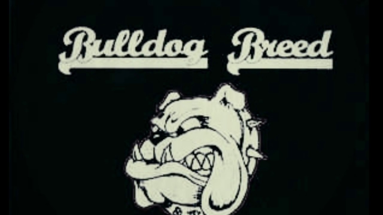 Bulldog breed - Brotherhood