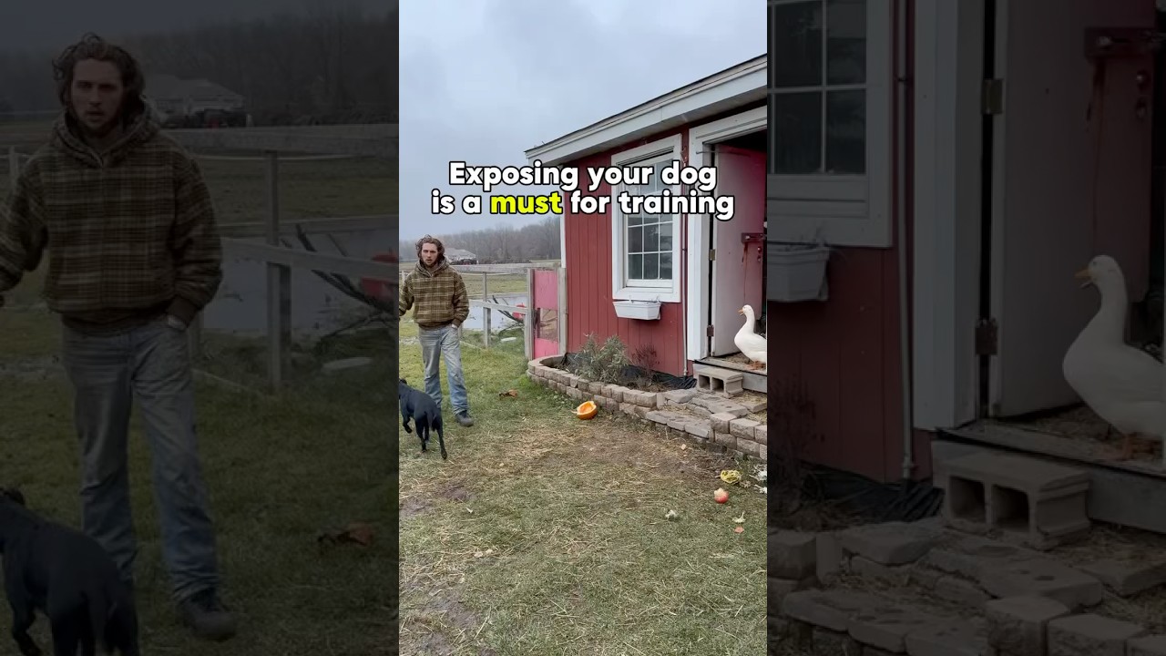 Exposure training is confidence building. #dogtraining #dog #puppytraining