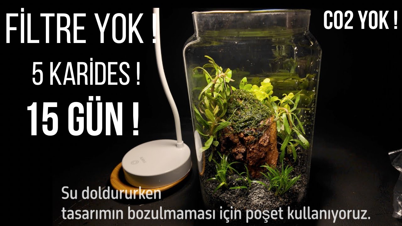 Kavanozda Bitkili Karides Akvaryumu Kurulumu, 4 Litre Kavanozda Karides Kolonisi, Filtre ve Co2 Yok