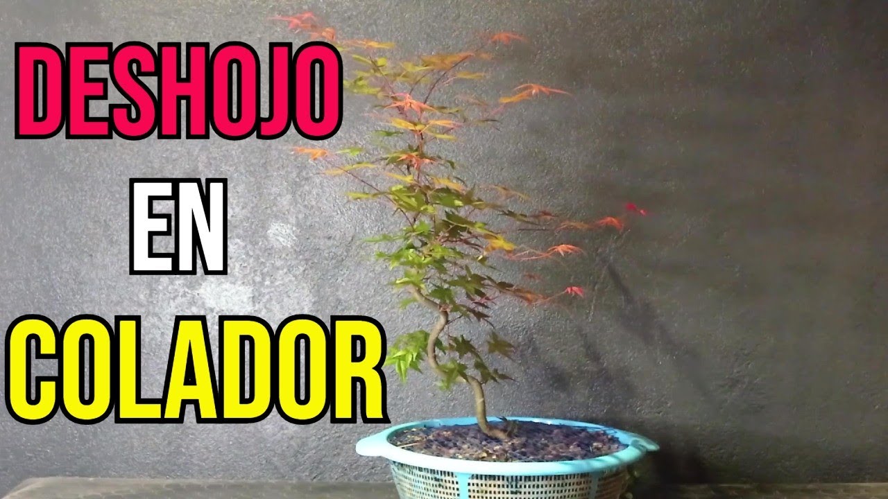 ARCE PALMATUM DESHOJO EN COLADOR