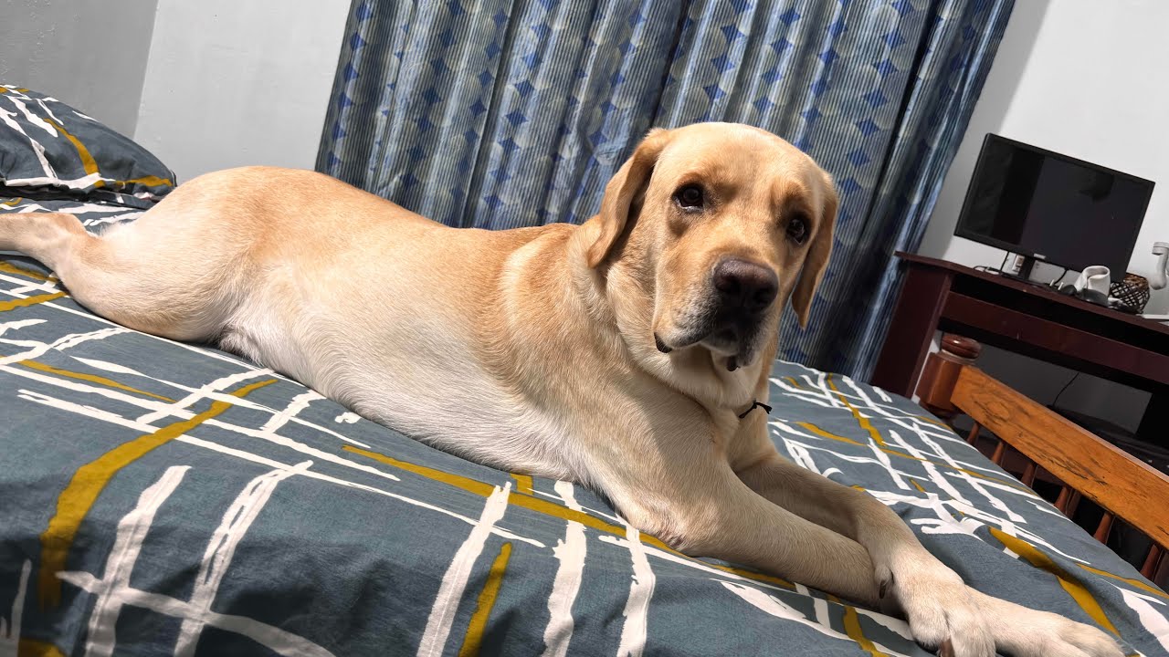 Labrador's room 📸 Secrets of Jerry 😜 👍 