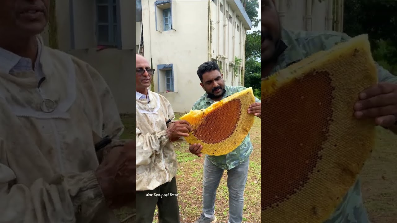 കാട്ടുതേനീച്ച | Indian bees | Honeybees