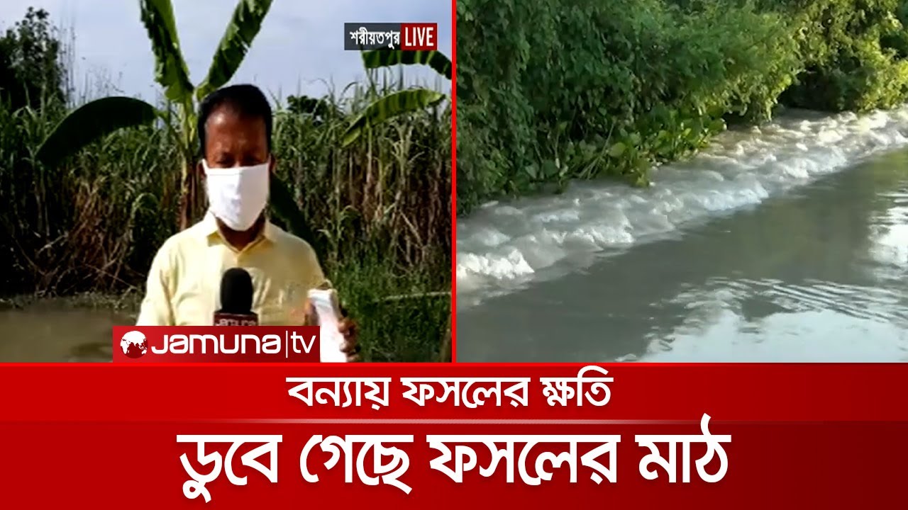 শরীয়তপুরে ডুবে গেছে ফসলের মাঠ, তলিয়ে গেছে মাছের ঘের | Shariatpur Flood