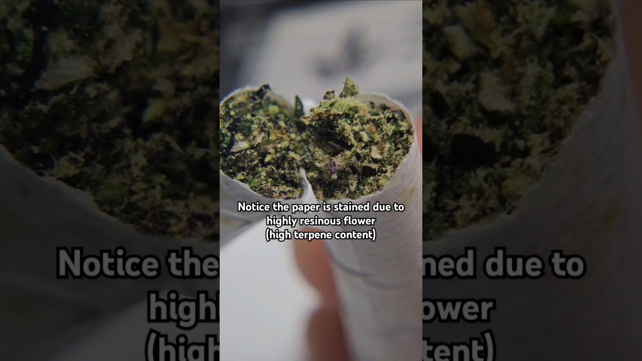 Inside a Weed Cig ASMR 🤤